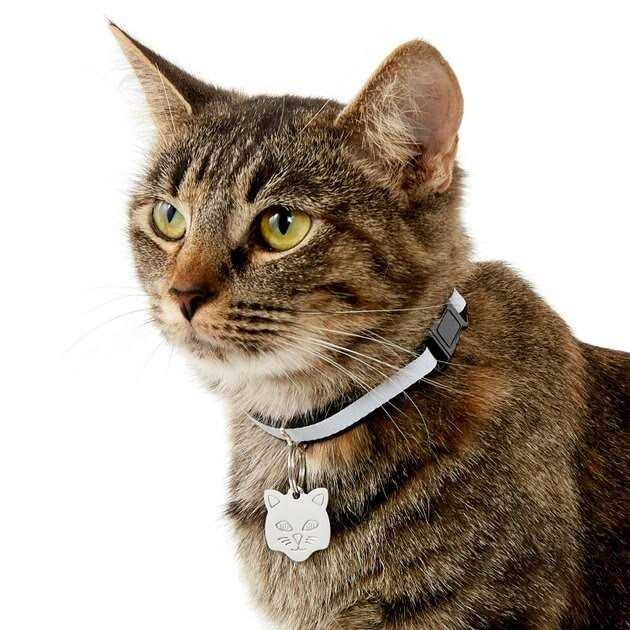 Stainless Steel Personalized Dog & Cat ID Tag A177