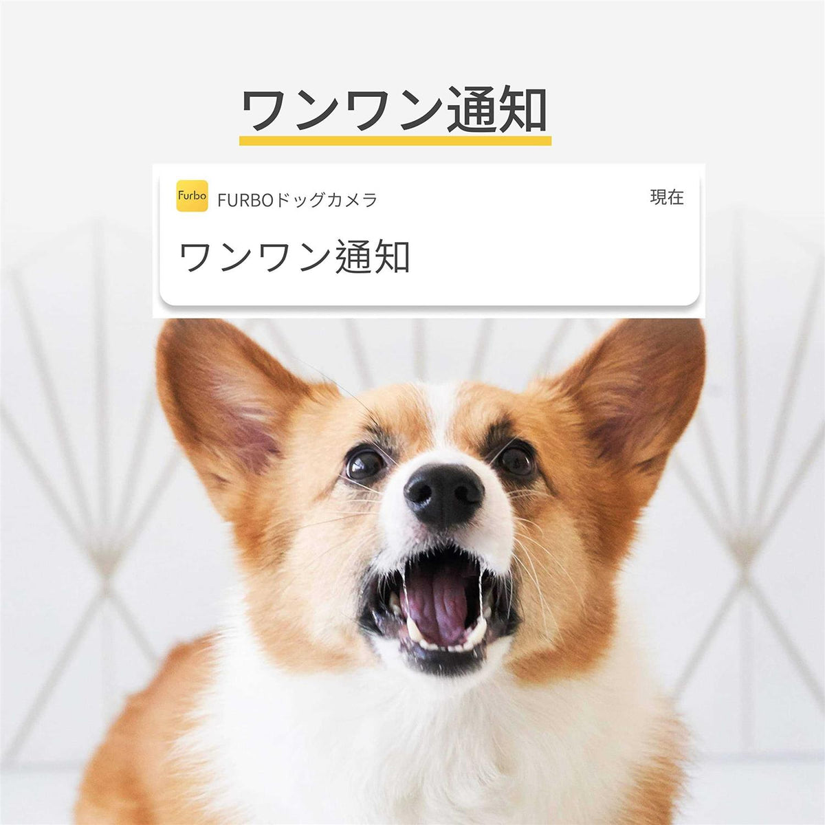 360° View Wide-Angle Pet Camera with Treat Tossing H7772