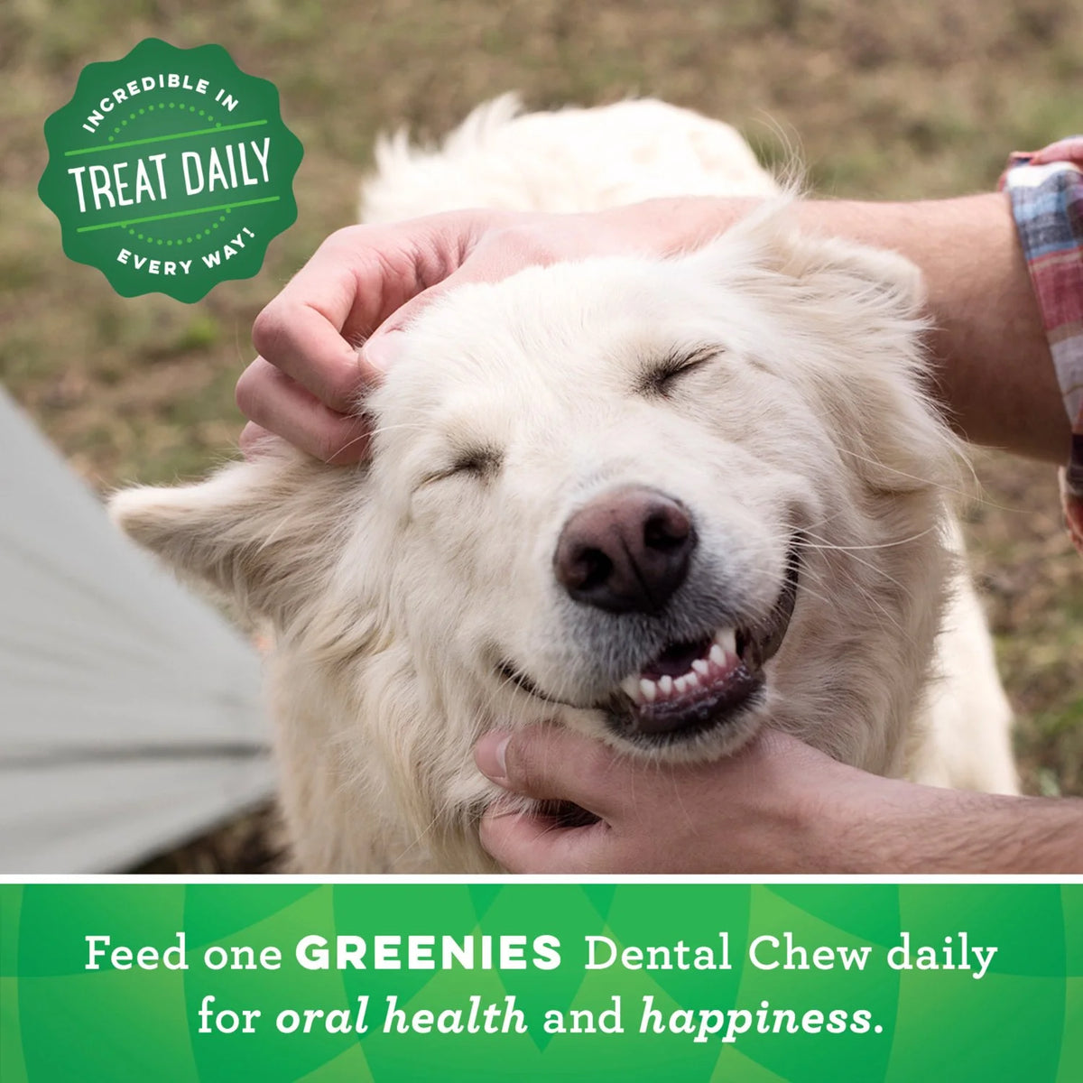 Original Flavor Dental Treats for Dogs 54 oz S608