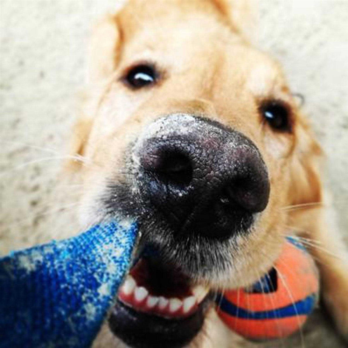 Dog Tug Toy B53726