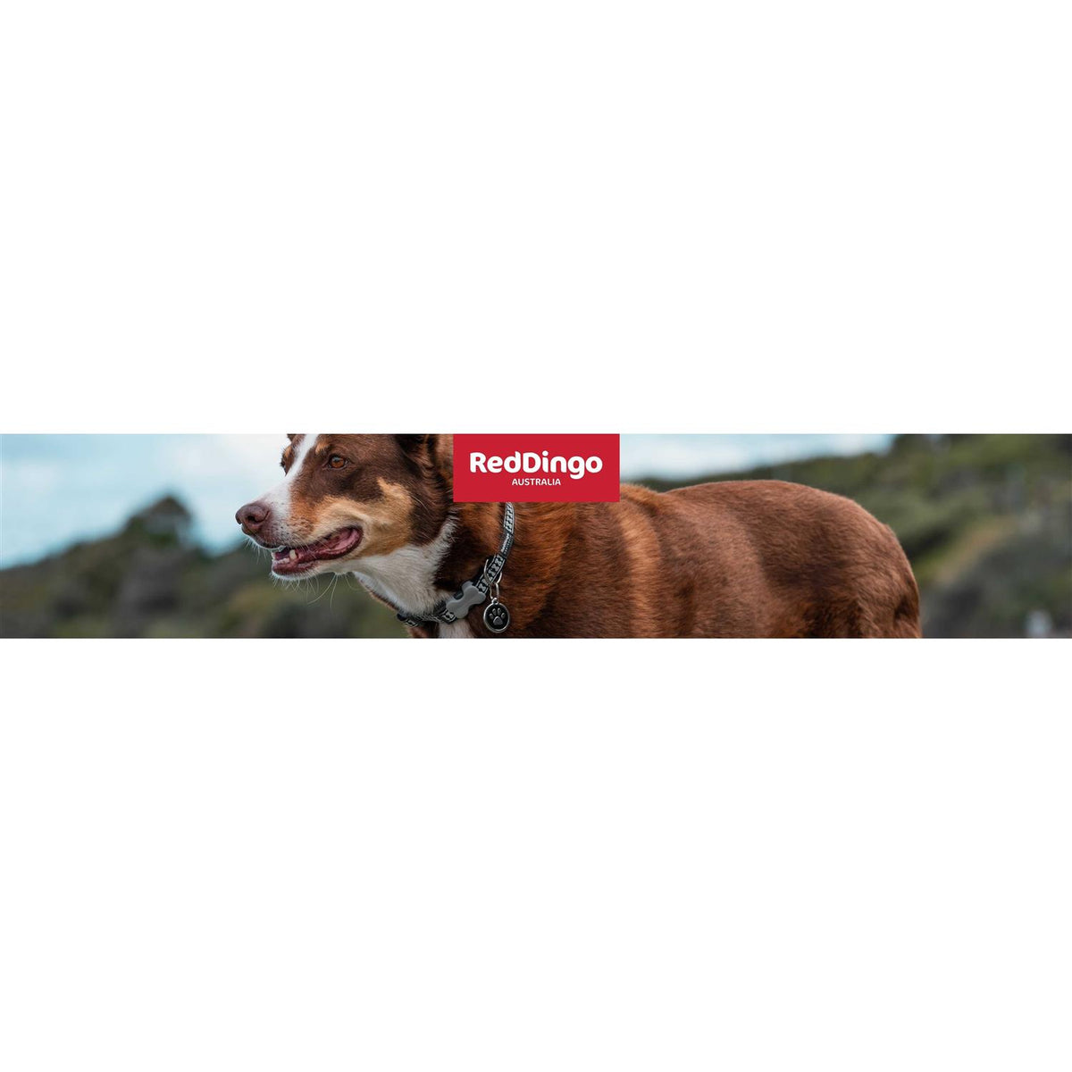 Dog Collar M3568