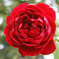 Climber Rose Plant Red Rose Bush F14069