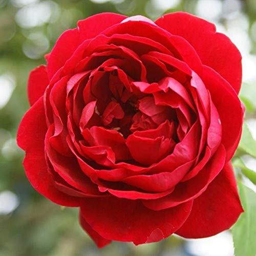 Climber Rose Plant Red Rose Bush F14069