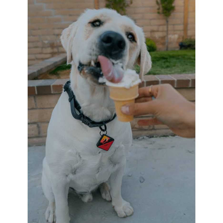 Silicone Dog ID Tag W7251