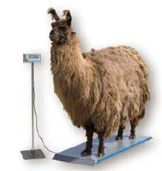 1000lb Veterinary Scale J33763