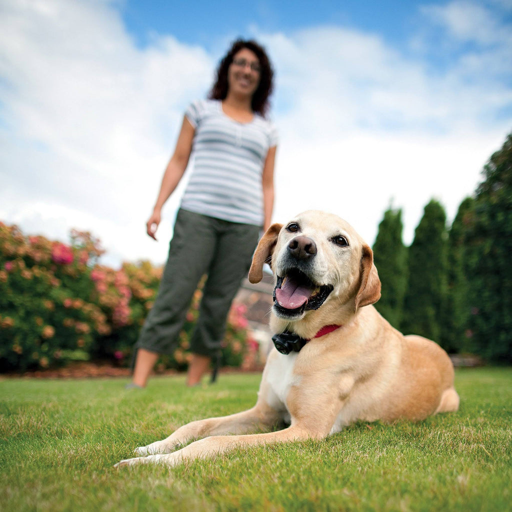 Waterproof In-Ground Fence for Dogs and Cats F8284
