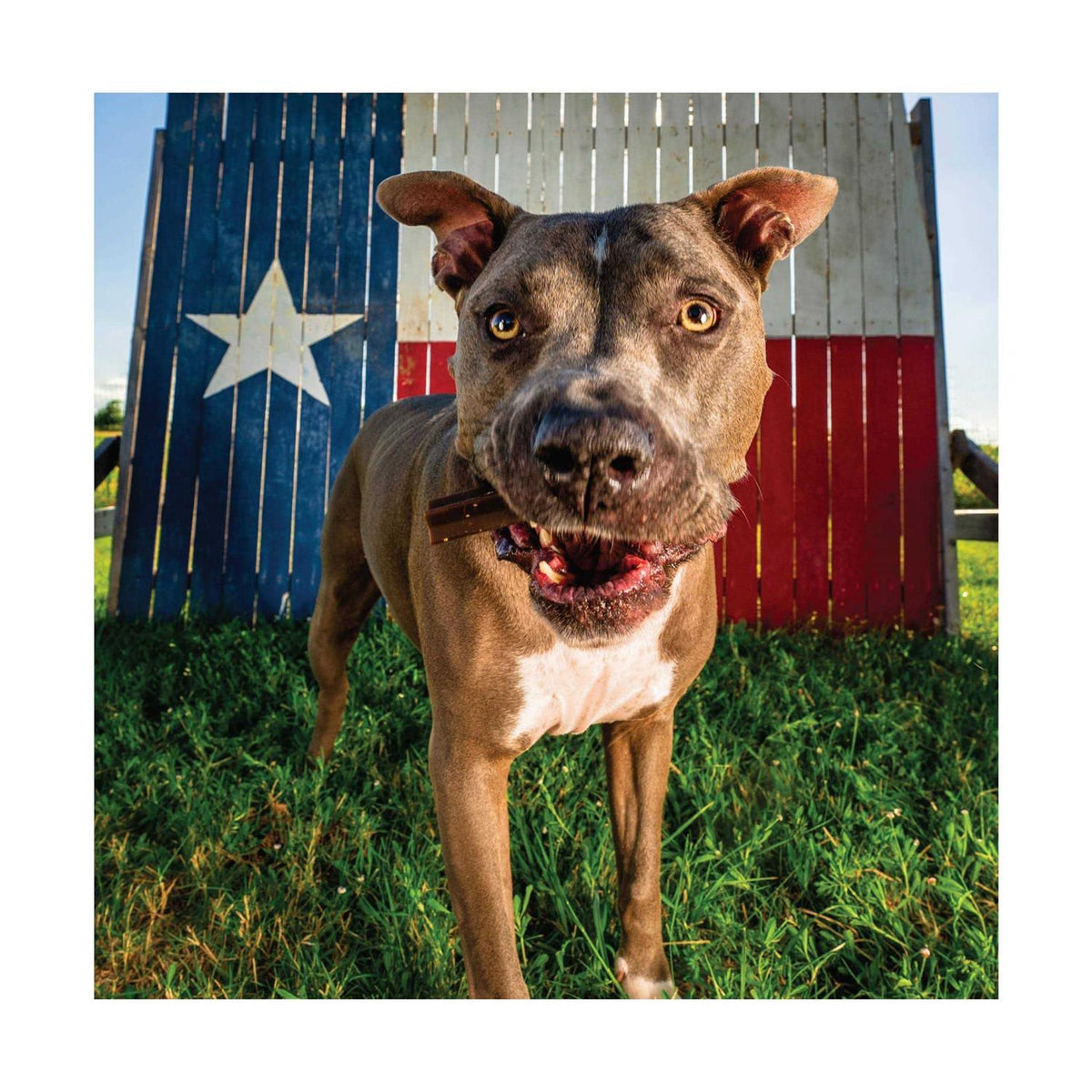 Chicken Flavor Grain-Free Dental Sticks Dog Treats Z66324