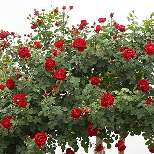 Climber Rose Plant Red Rose Bush F14069