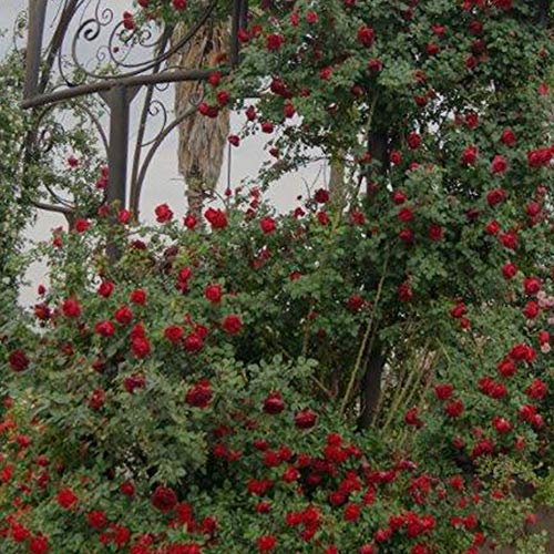 Climber Rose Plant Red Rose Bush F14069