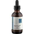 Lemon Balm (Melissa officinalis) V382