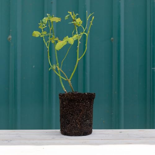 Climber Rose Plant Red Rose Bush F14069