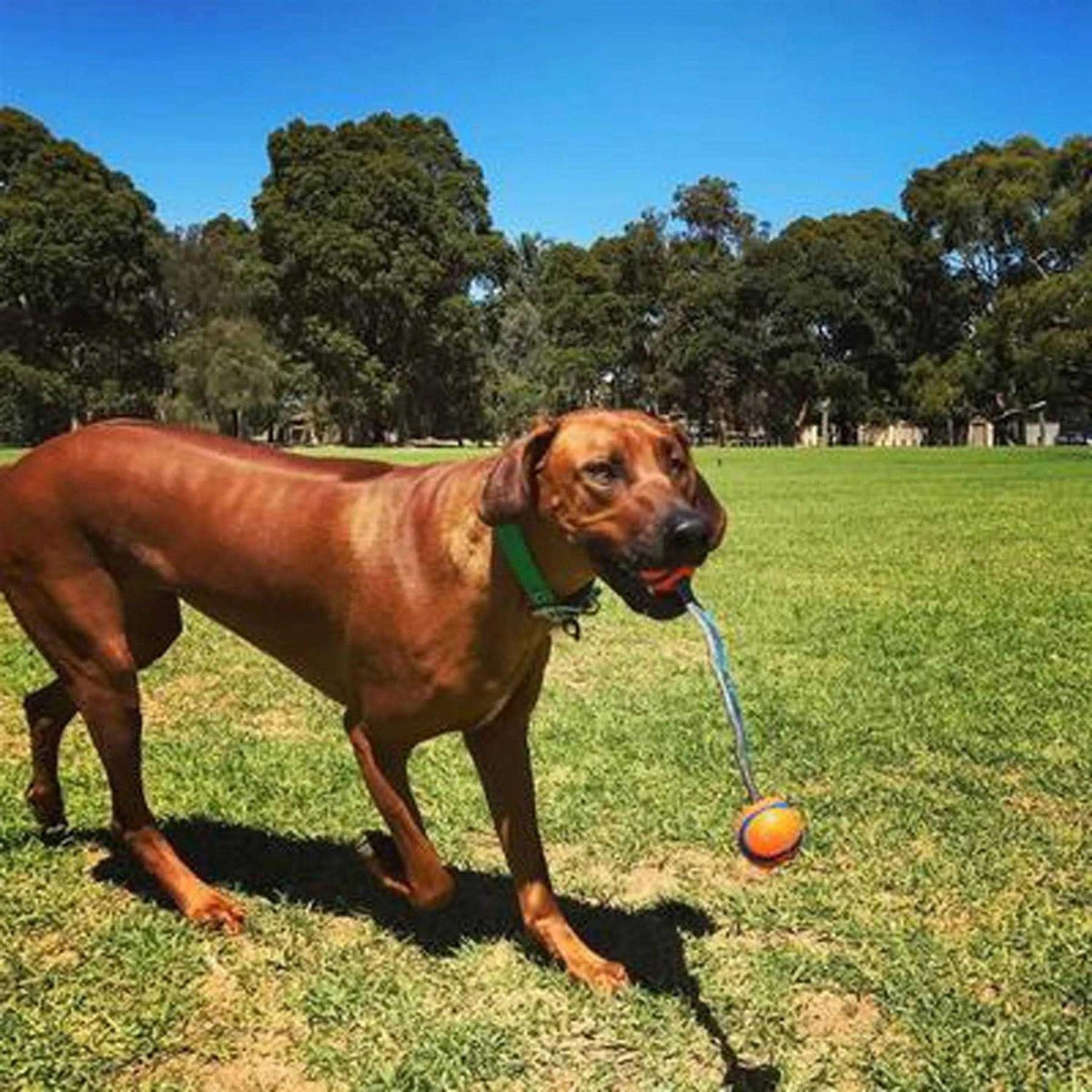 Dog Tug Toy B53726