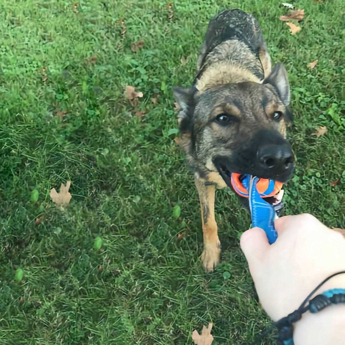 Dog Tug Toy B53726